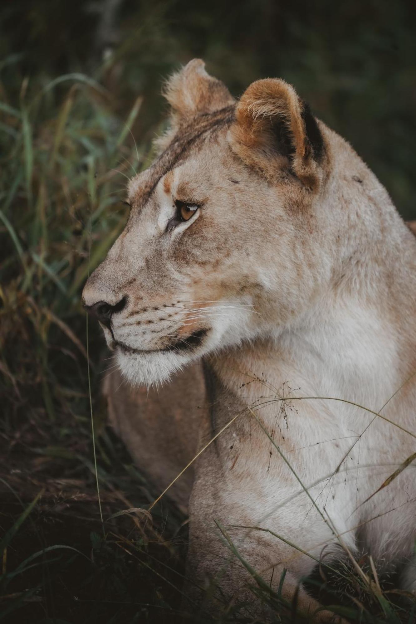 Rhino River Lodge Manyoni Private Game Reserve Εξωτερικό φωτογραφία