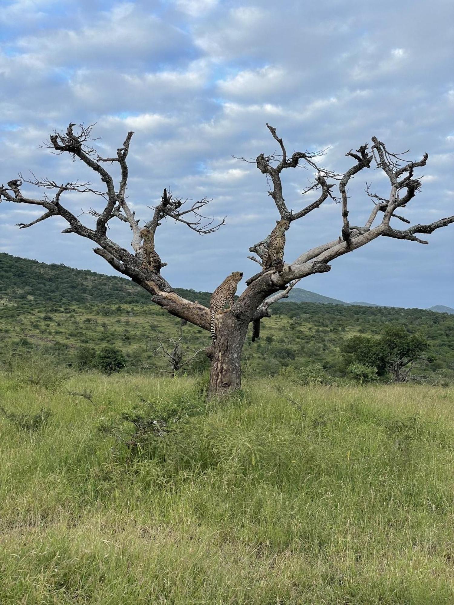 Rhino River Lodge Manyoni Private Game Reserve Εξωτερικό φωτογραφία